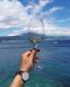 Korcula Wine